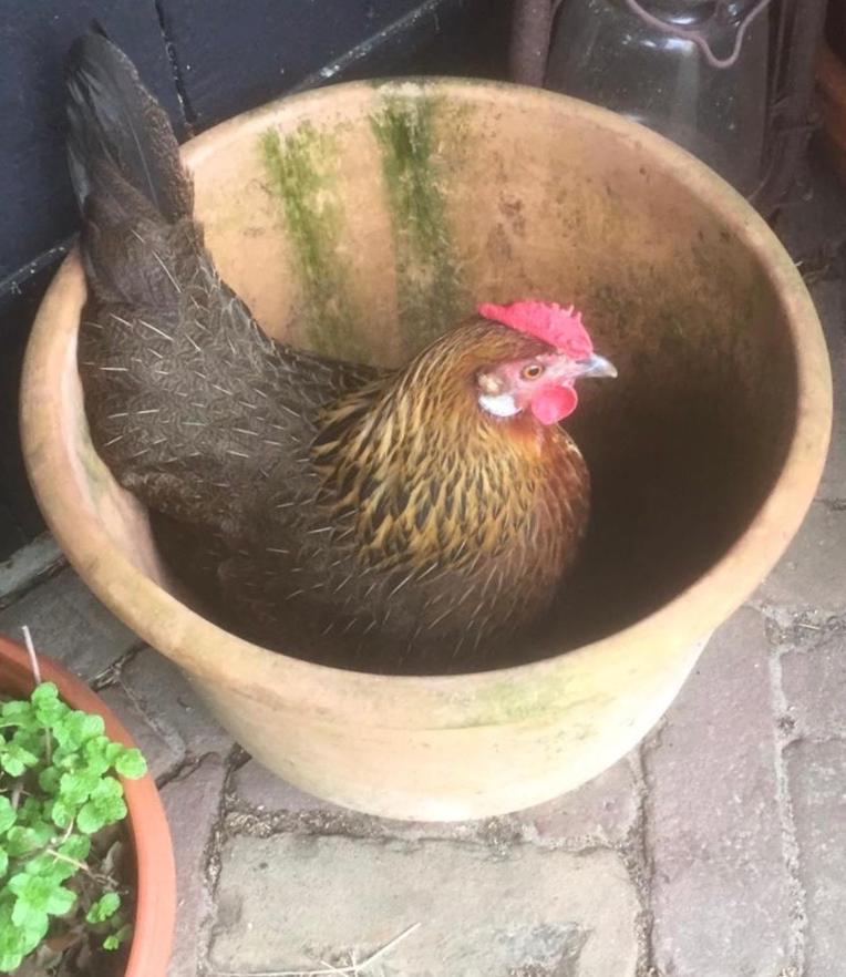 Aan De Dwarsweg Uffelte Exterior foto